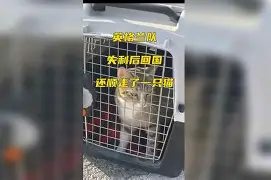  第一届精英赛跆拳道比赛报道 
